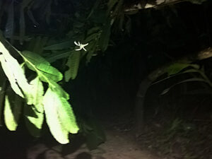 pająki w dżungli