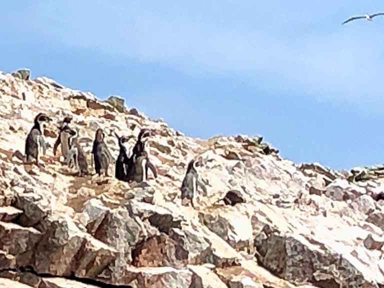 Pingwiny - Wyspy Ballestas