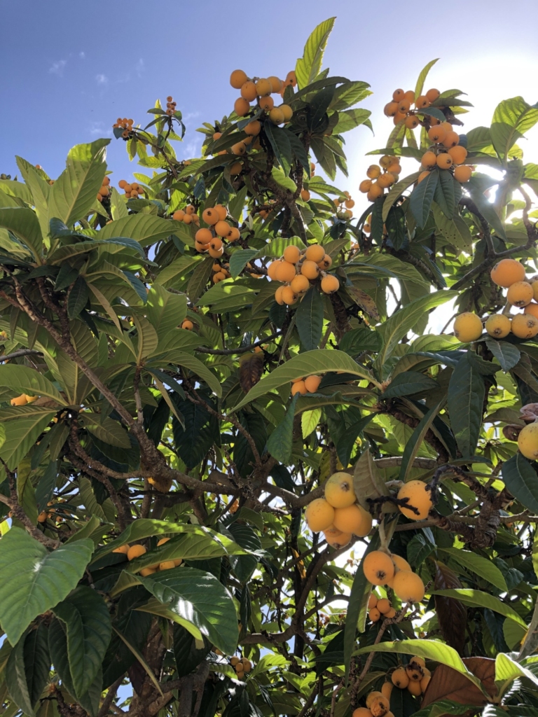 Majorka - pomarańcze na drzewie