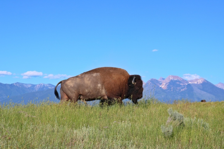 Montana bizon