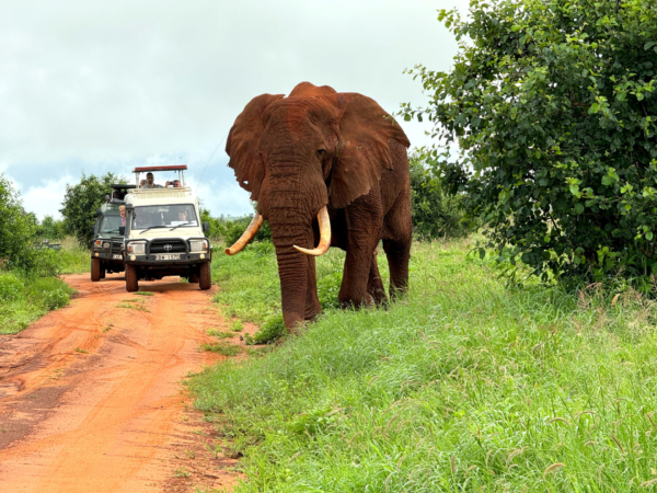 Kenia atrakcje - safari