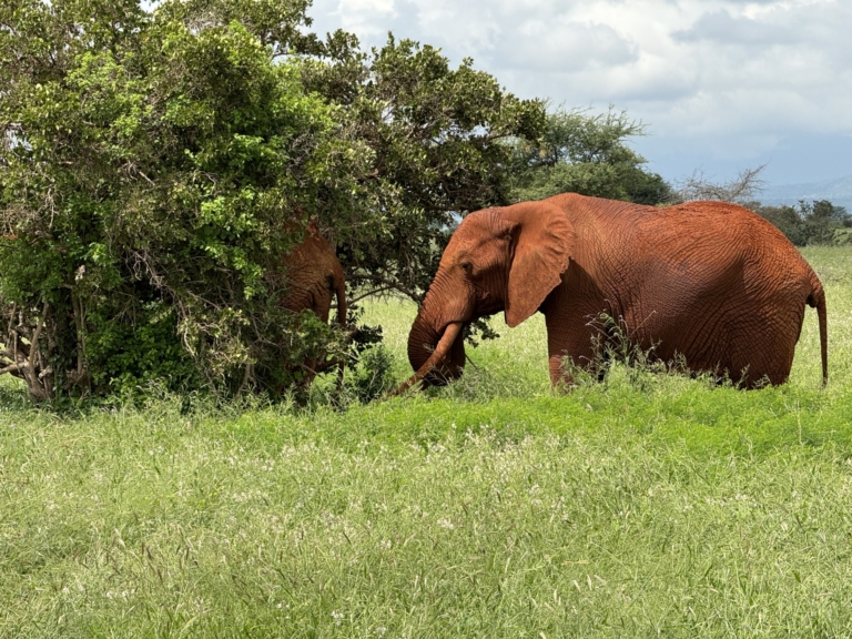 Kenia safari - słoń