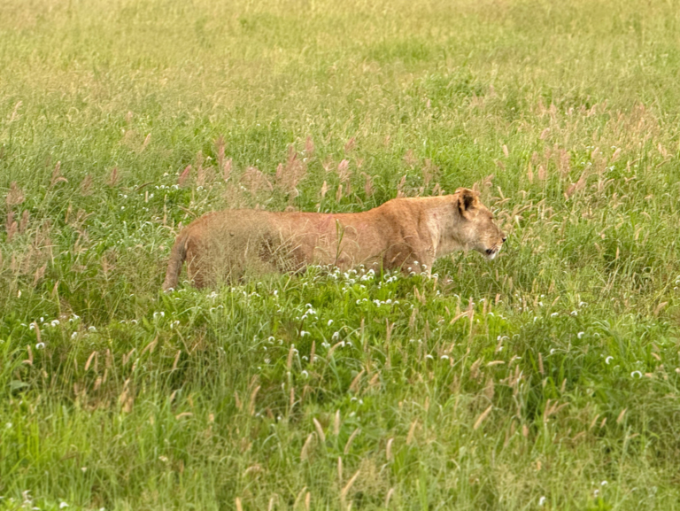 Kenia safari - lew