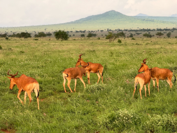 Kenia safari - słoń