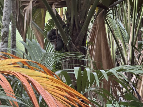 Seszele - atrakcje przyrodnicze - Vallee de Mai Praslin