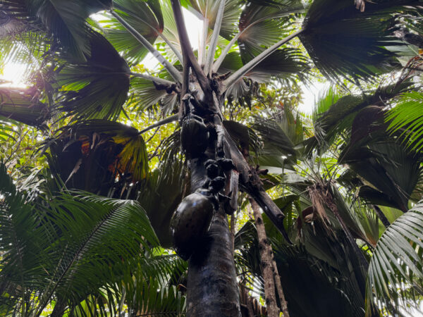 Seszele - atrakcje przyrodnicze - Coco de mer palma Praslin