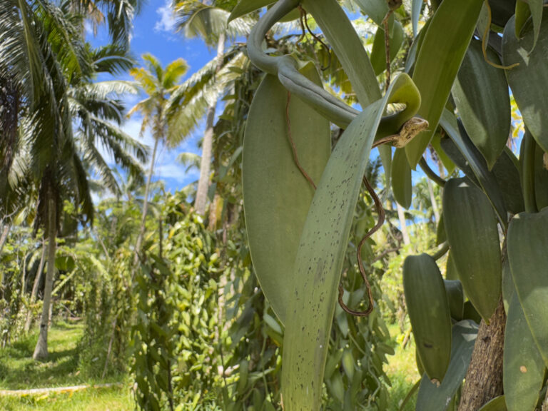 wanilia L’Union Estate Farm