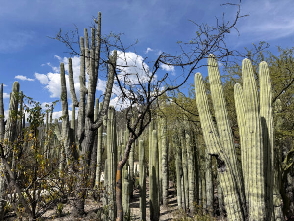 Kaktusy na wzgórzu w Oaxaca