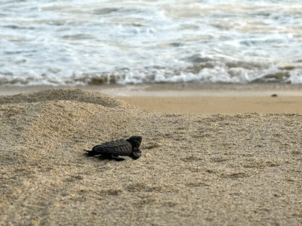 Żółwie w Puerto Escondido