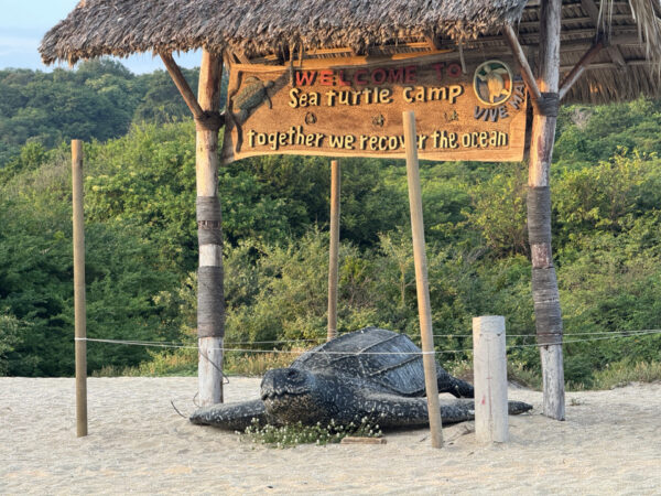 Żółwie w Puerto Escondido