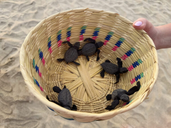 Żółwie w Puerto Escondido