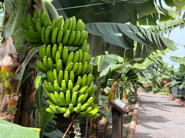 Muzeum banana Icod de los Vinos