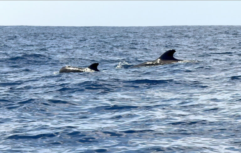 Delfiny na Teneryfie