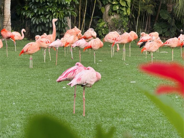 Park Loro Teneryfa