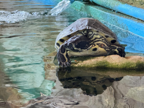 Mały żółw Caretta Caretta