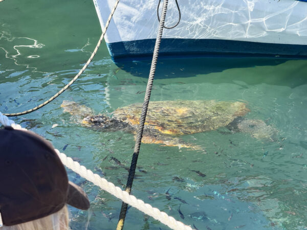 Żółw morski w porcie Zakynthos (Laganas)